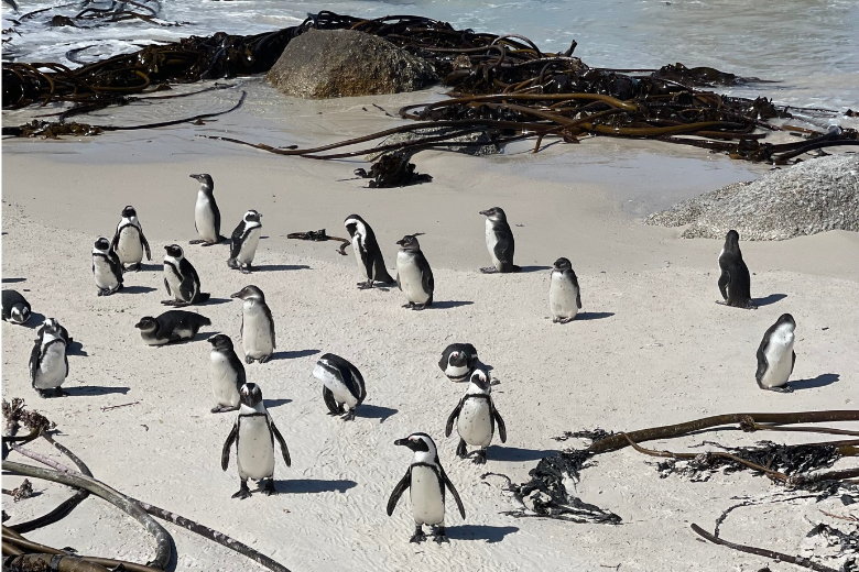 Early mornings, incredible wildlife and time together make a South African safari one of the highlights of a family holiday.